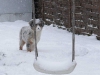 bergers-australiens-chiots-P1010940