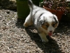 bergers-australiens-chiots-P1200757