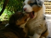bergers-australiens-chiots-P1200912