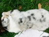 Femelle Bleu Merle