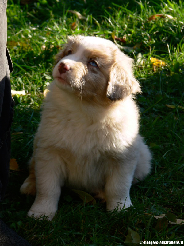 bergers-australiens-chiots-P1150170