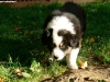 bergers-australiens-chiots-P1150113