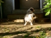 bergers-australiens-chiots-P1150115