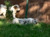 bergers-australiens-chiots-P1150116