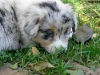 bergers-australiens-chiots-P1150124