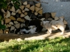 bergers-australiens-chiots-P1150127