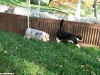 bergers-australiens-chiots-P1150130
