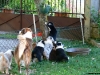 bergers-australiens-chiots-P1150131