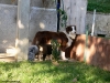 bergers-australiens-chiots-P1150136