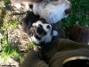 bergers-australiens-chiots-P1150139
