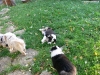 bergers-australiens-chiots-P1150142