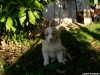 bergers-australiens-chiots-P1150150