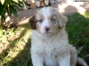 bergers-australiens-chiots-P1150152