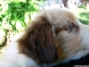 bergers-australiens-chiots-P1150154