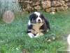 bergers-australiens-chiots-P1150155