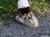 bergers-australiens-chiots-P1150156