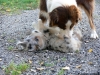 bergers-australiens-chiots-P1150158