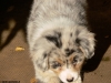 bergers-australiens-chiots-P1150159