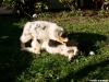 bergers-australiens-chiots-P1150160
