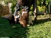 bergers-australiens-chiots-P1150164