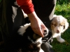 bergers-australiens-chiots-P1150167