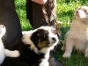 bergers-australiens-chiots-P1150168