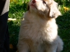 bergers-australiens-chiots-P1150169