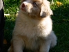 bergers-australiens-chiots-P1150170