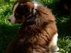 bergers-australiens-chiots-P1150171