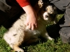 bergers-australiens-chiots-P1150177