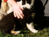 bergers-australiens-chiots-P1150178
