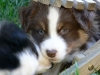 bergers-australiens-chiots-P1150184