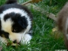bergers-australiens-chiots-P1150186