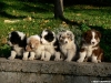 bergers-australiens-chiots-P1150187