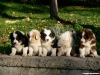 bergers-australiens-chiots-P1150188