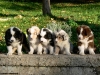 bergers-australiens-chiots-P1150191