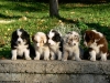 bergers-australiens-chiots-P1150193