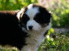 bergers-australiens-chiots-P1150219