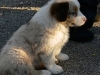 bergers-australiens-chiots-P1150230