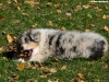 bergers-australiens-chiots-P1150238