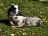 bergers-australiens-chiots-P1150239