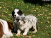 bergers-australiens-chiots-P1150240