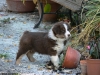 bergers-australiens-chiots-P1150242