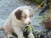 bergers-australiens-chiots-P1150246