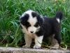 bergers-australiens-chiots-P1150247