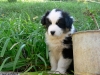 bergers-australiens-chiots-P1150248
