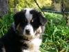 bergers-australiens-chiots-P1150362