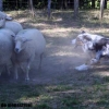 moutons2-berger-australien