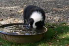 Le berger-australien aime l’eau ?