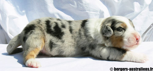 chiot berger australien bleu merle